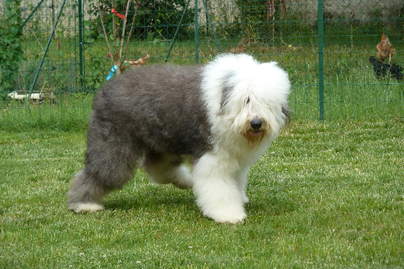 Edouardo de la ferme des Mottes