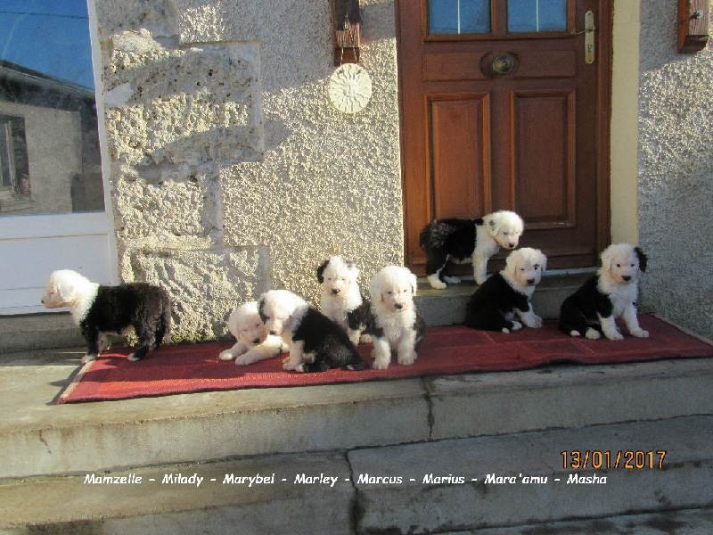 Les bébés de Gladys et Larsène nés le 29/11/2016