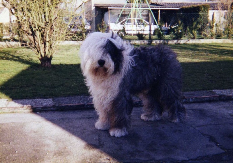 les bobtail du clos du grand breuil