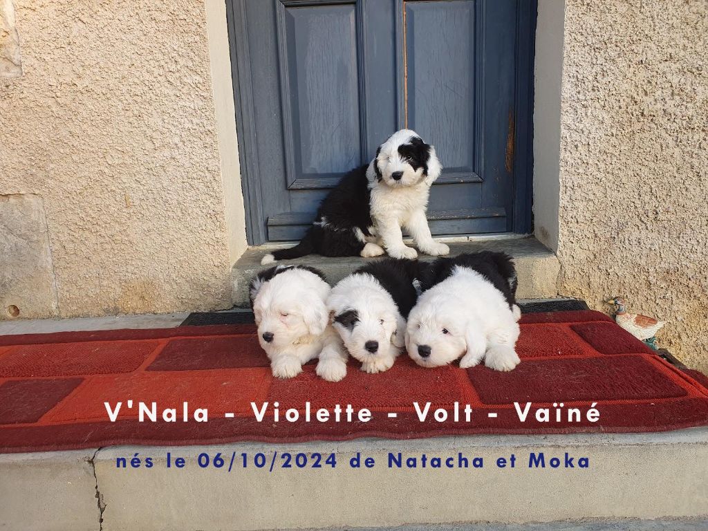 bébés de Natacha et Moka 2024