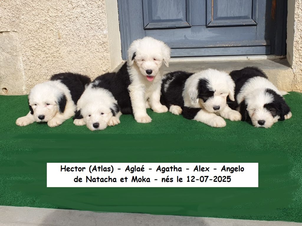 bébés de Natacha et Moka 2025