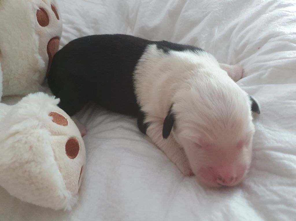 du clos du grand Breuil - Chiots disponibles - Bobtail