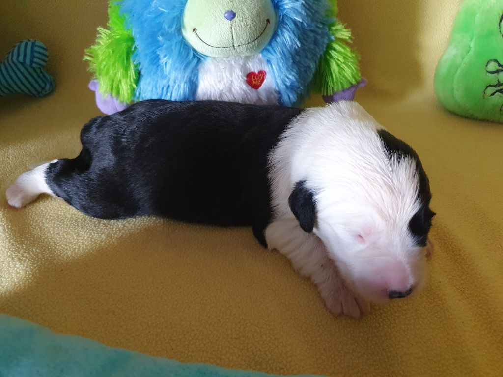 du clos du grand Breuil - Chiots disponibles - Bobtail