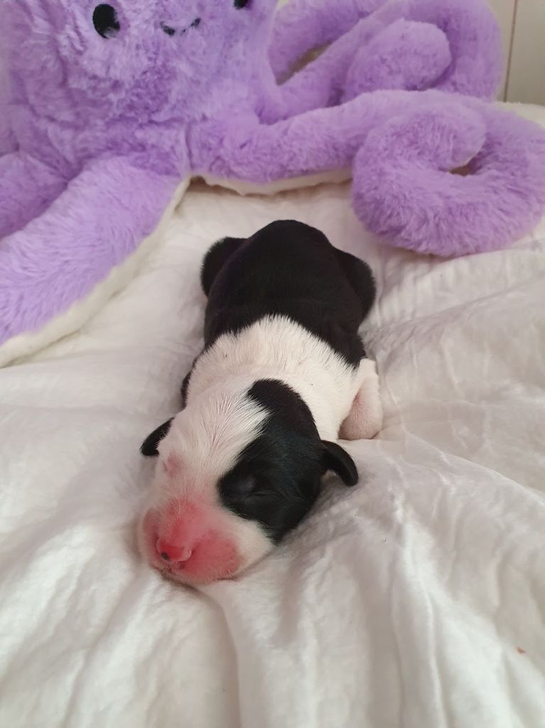 du clos du grand Breuil - Chiots disponibles - Bobtail