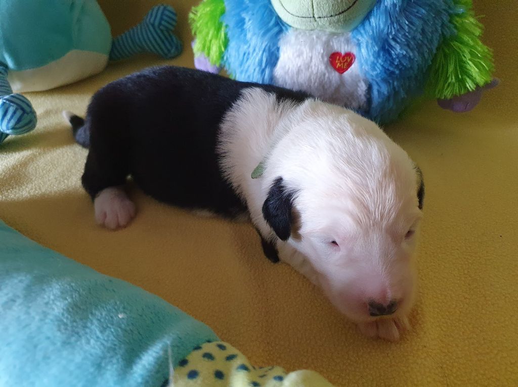 du clos du grand Breuil - Chiots disponibles - Bobtail