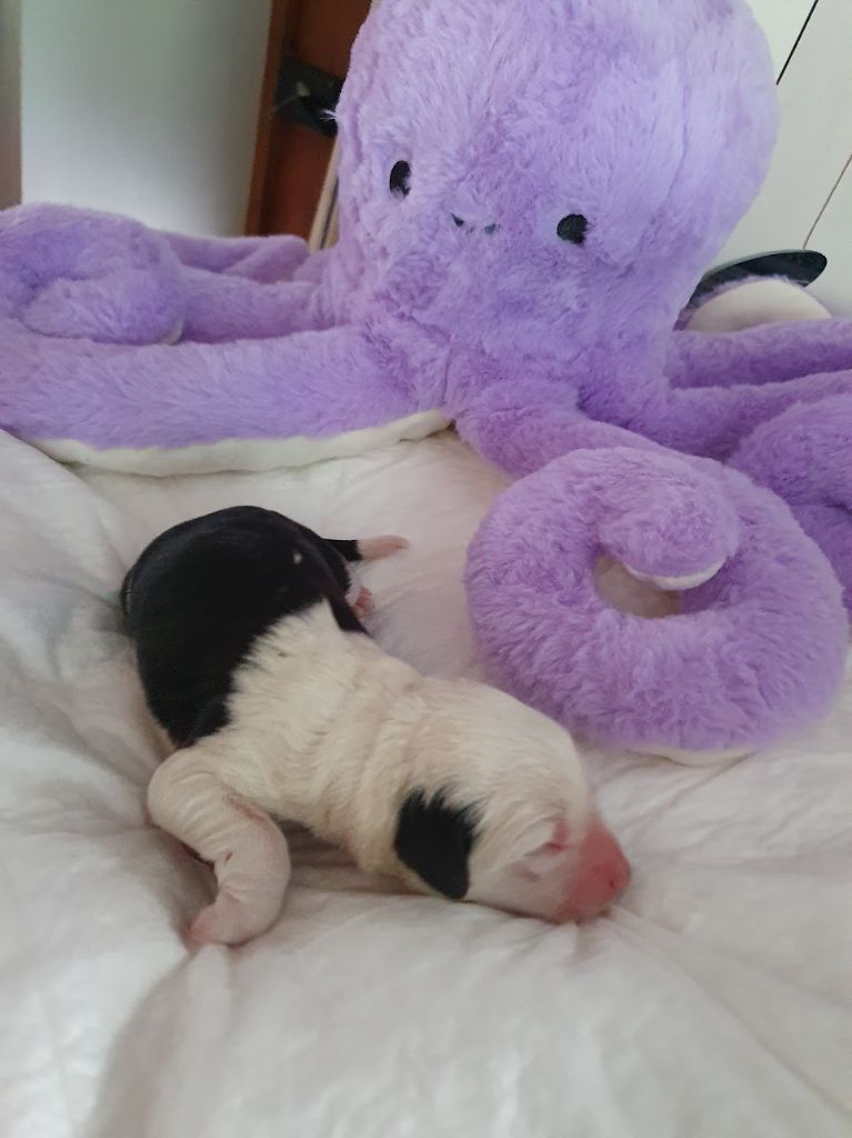 du clos du grand Breuil - Chiots disponibles - Bobtail