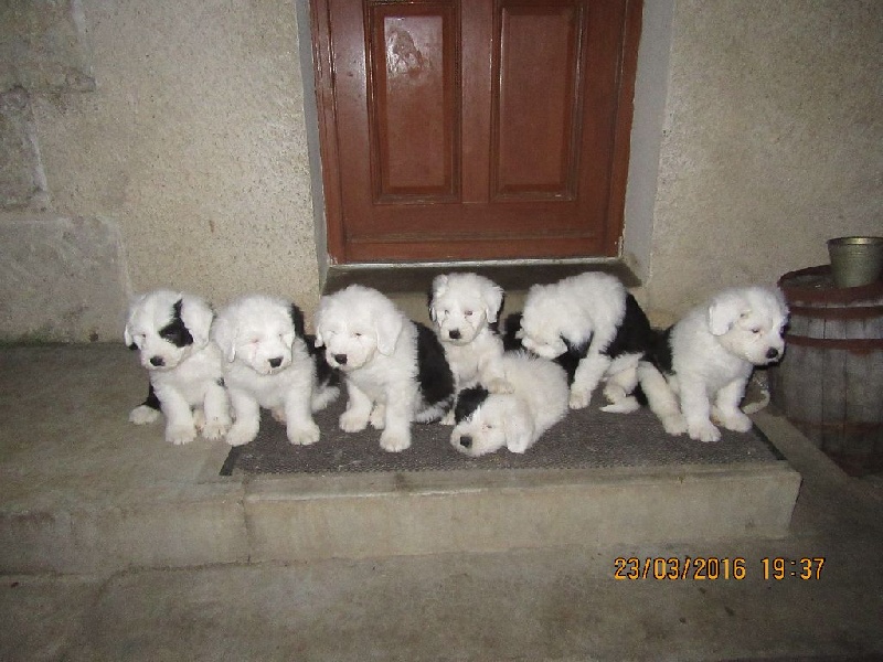 Chiot Bobtail du clos du grand Breuil