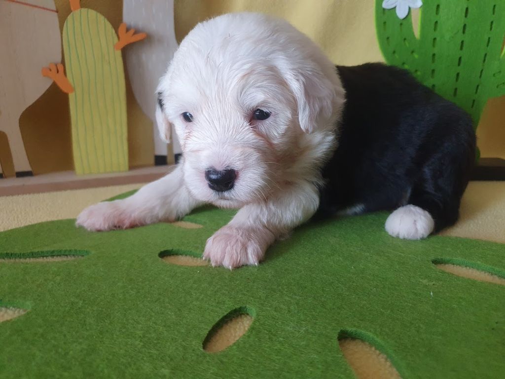 du clos du grand Breuil - Chiots disponibles - Bobtail