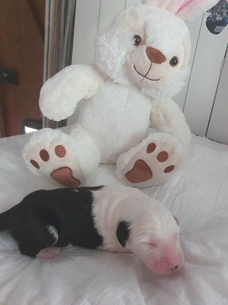 du clos du grand Breuil - Chiots disponibles - Bobtail