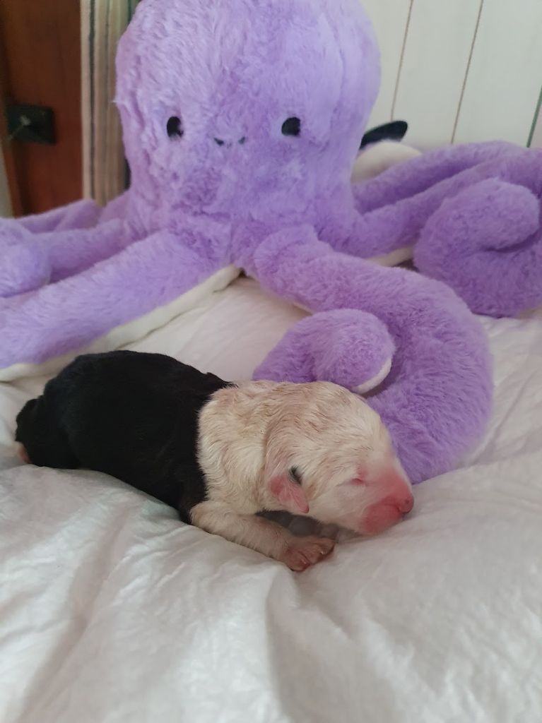 du clos du grand Breuil - Chiots disponibles - Bobtail