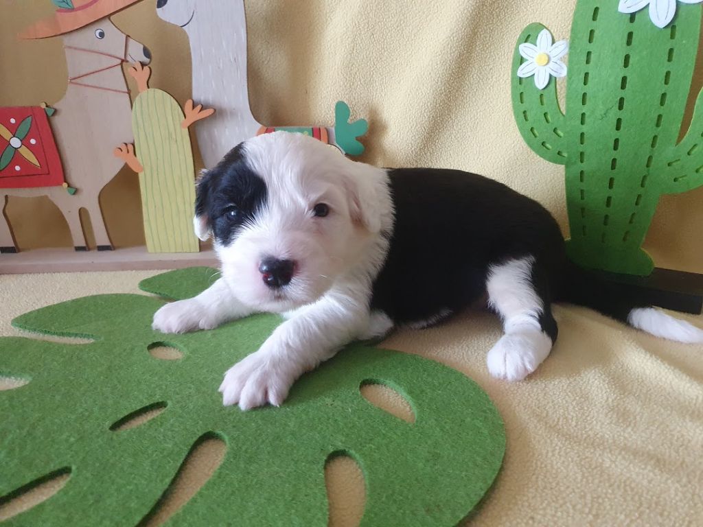 du clos du grand Breuil - Chiots disponibles - Bobtail