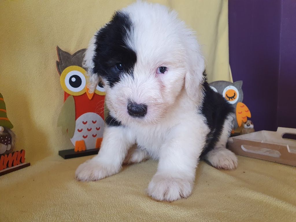 du clos du grand Breuil - Chiots disponibles - Bobtail