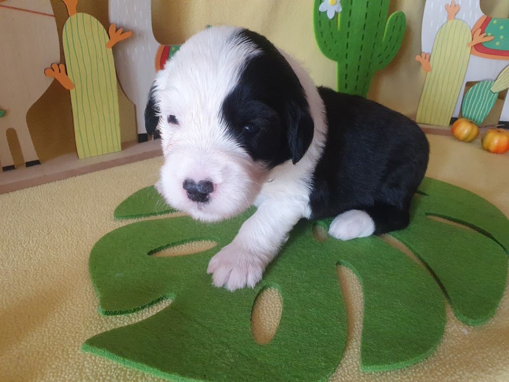 du clos du grand Breuil - Chiots disponibles - Bobtail