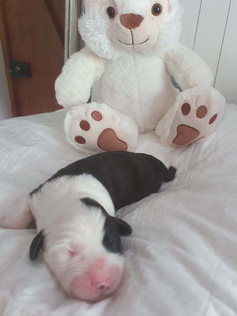 du clos du grand Breuil - Chiots disponibles - Bobtail