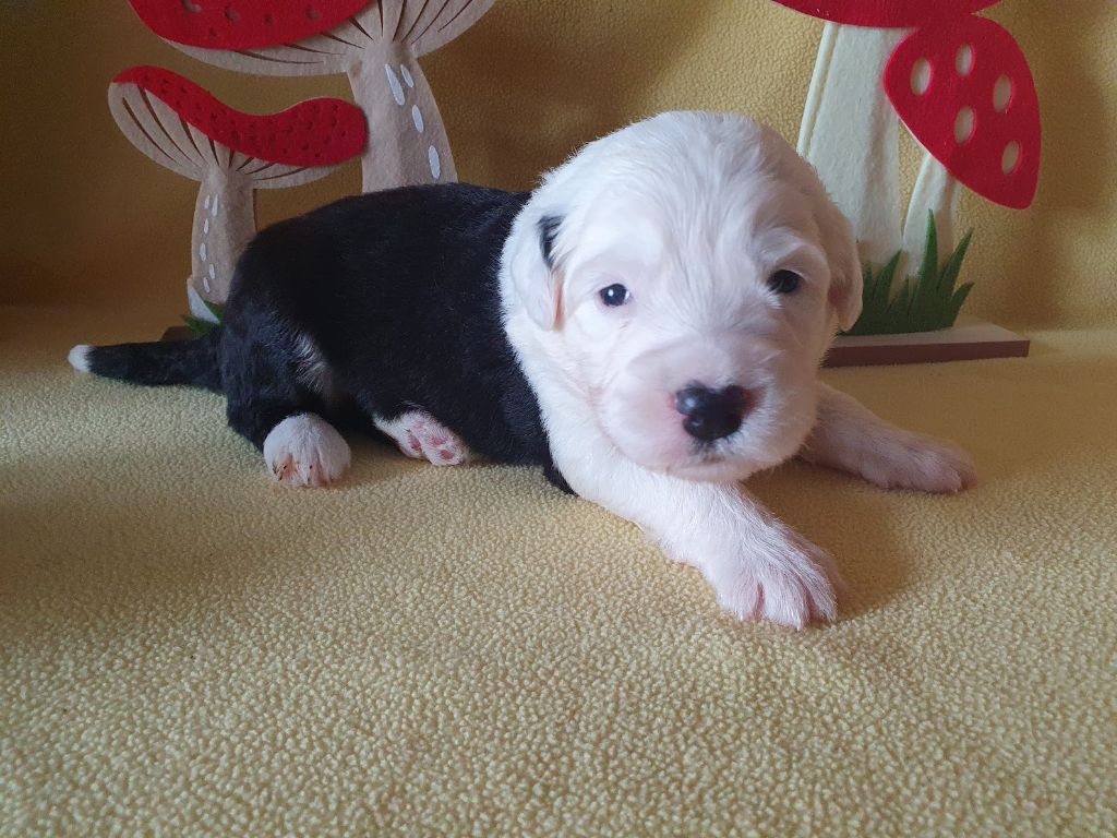 du clos du grand Breuil - Chiots disponibles - Bobtail
