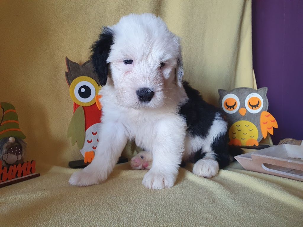 du clos du grand Breuil - Chiots disponibles - Bobtail