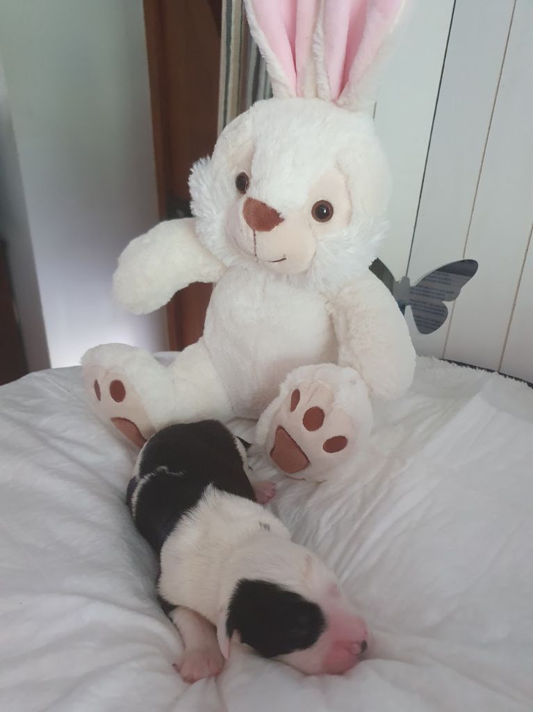 du clos du grand Breuil - Chiots disponibles - Bobtail
