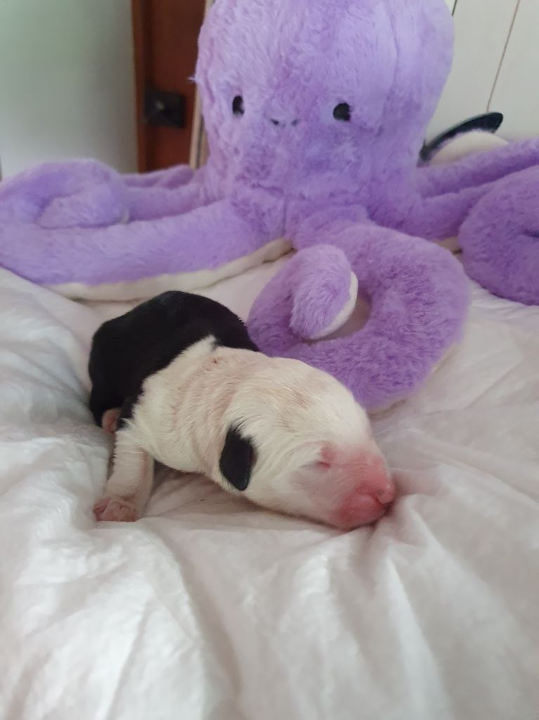 du clos du grand Breuil - Chiots disponibles - Bobtail