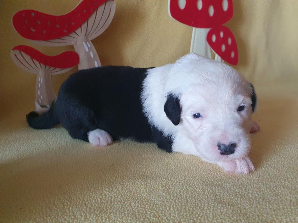 du clos du grand Breuil - Chiots disponibles - Bobtail