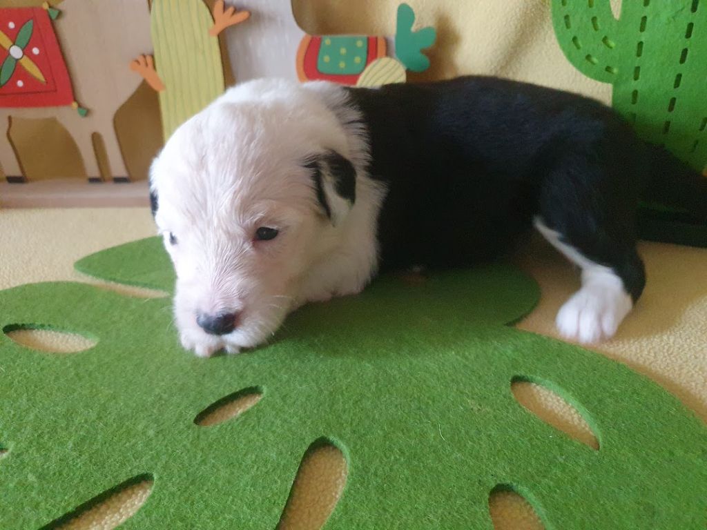 du clos du grand Breuil - Chiots disponibles - Bobtail