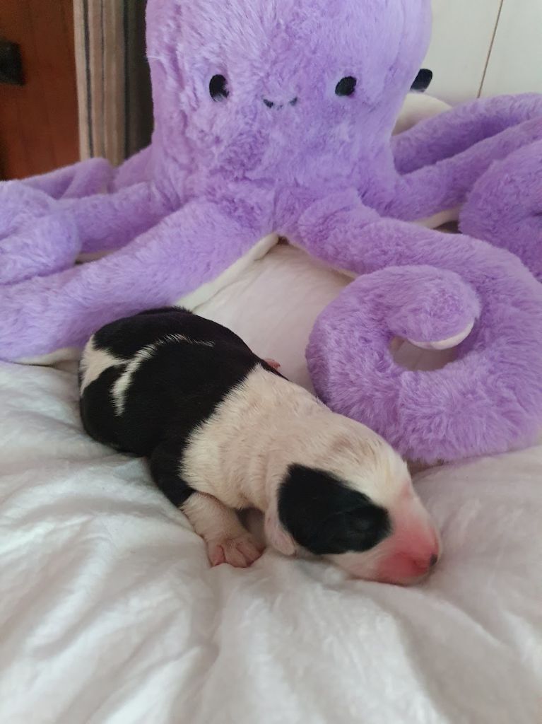 du clos du grand Breuil - Chiots disponibles - Bobtail