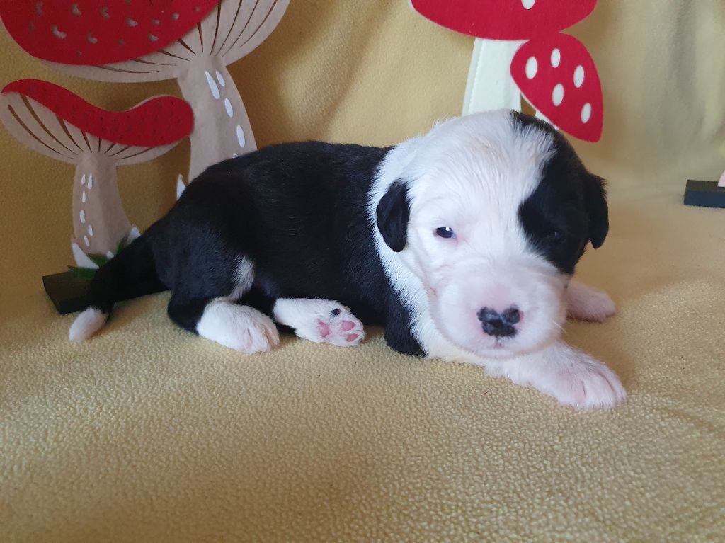 du clos du grand Breuil - Chiots disponibles - Bobtail