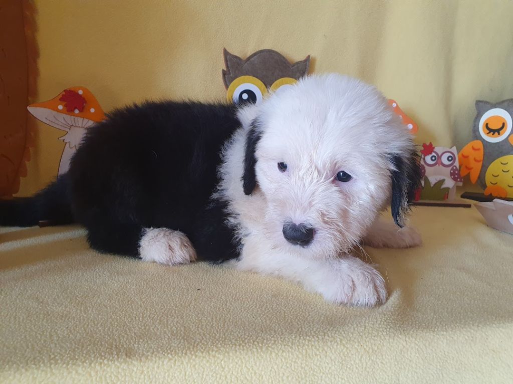 du clos du grand Breuil - Chiots disponibles - Bobtail