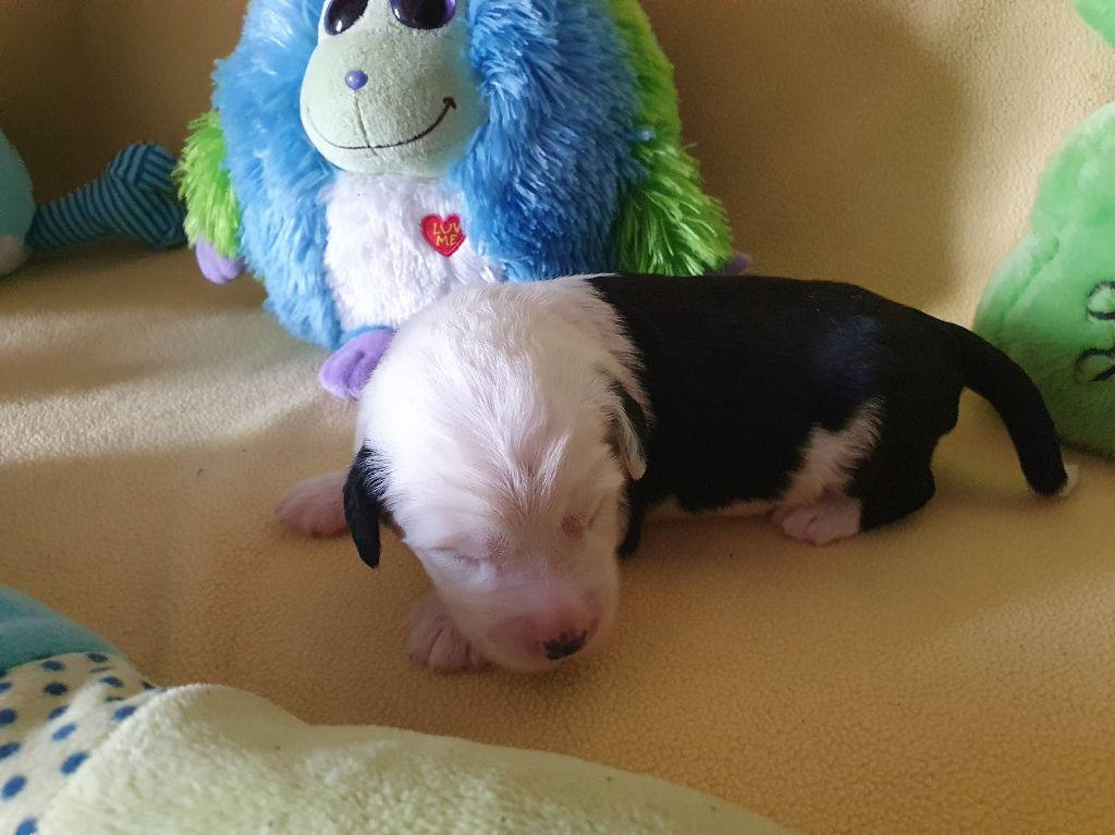 du clos du grand Breuil - Chiots disponibles - Bobtail