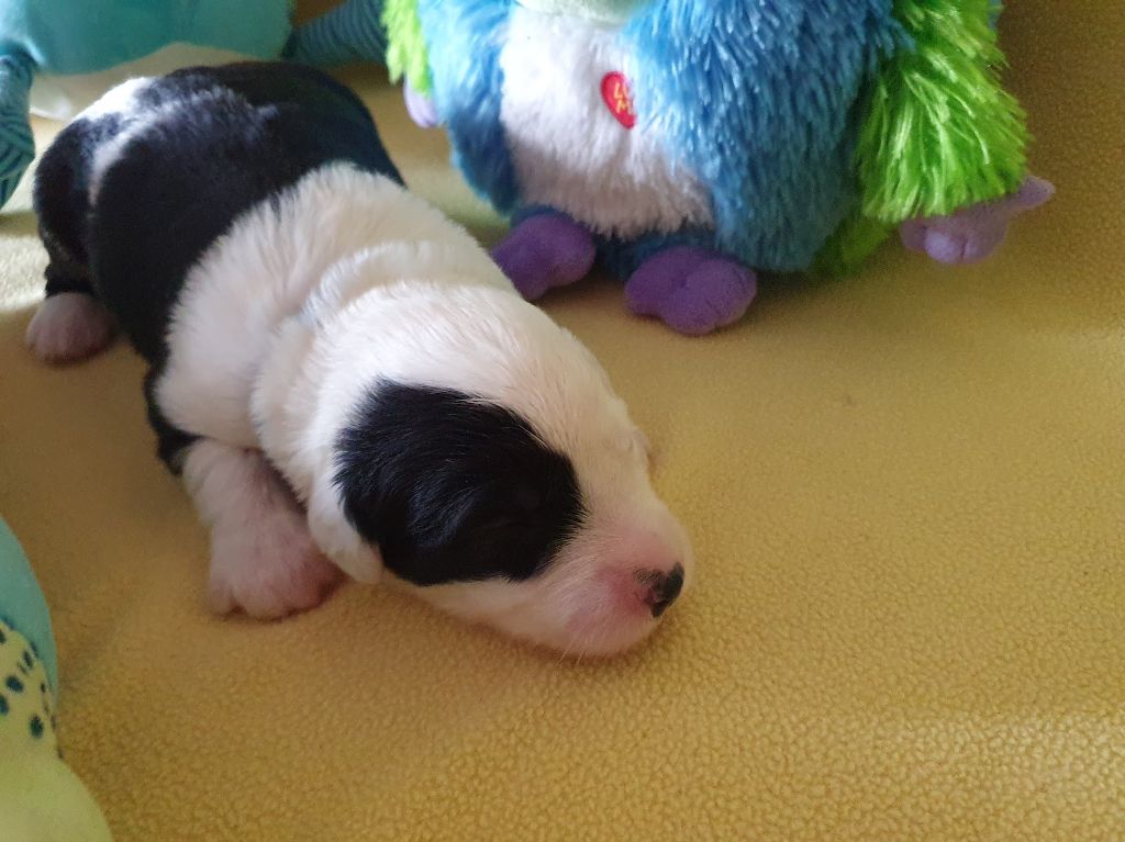 du clos du grand Breuil - Chiots disponibles - Bobtail