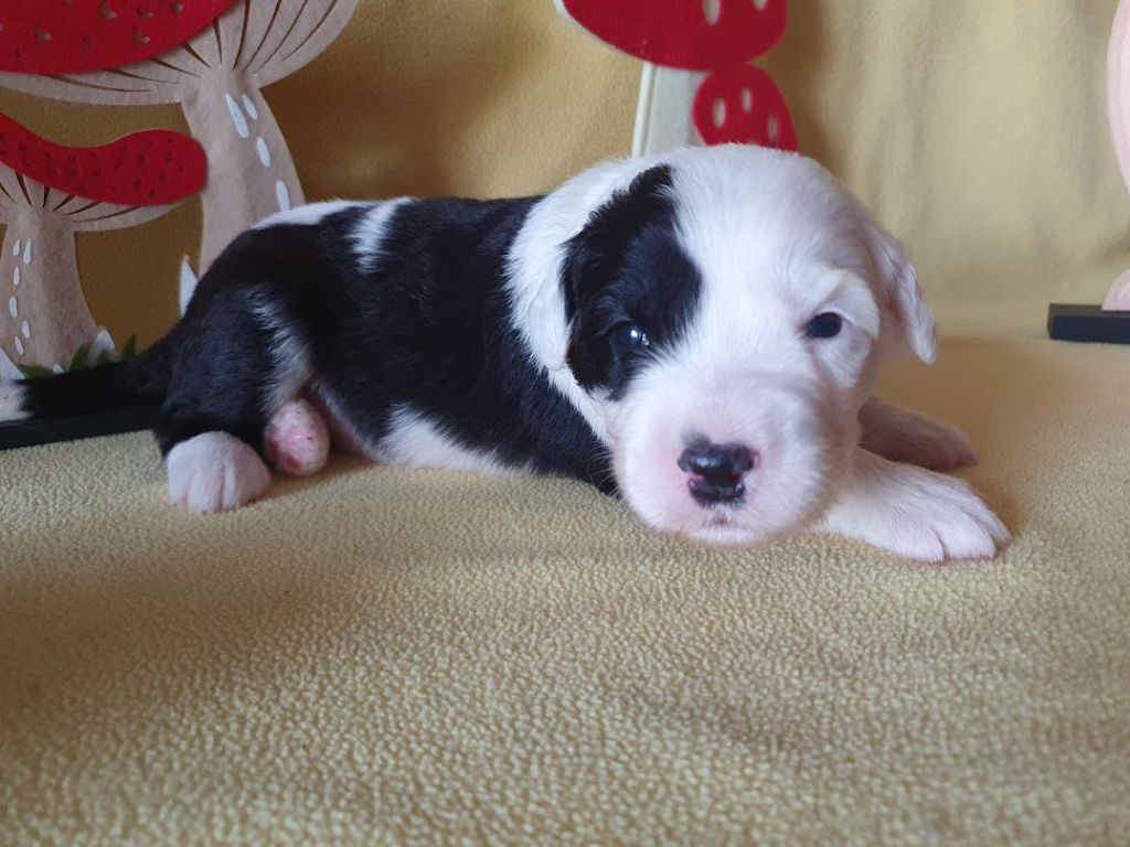 du clos du grand Breuil - Chiots disponibles - Bobtail