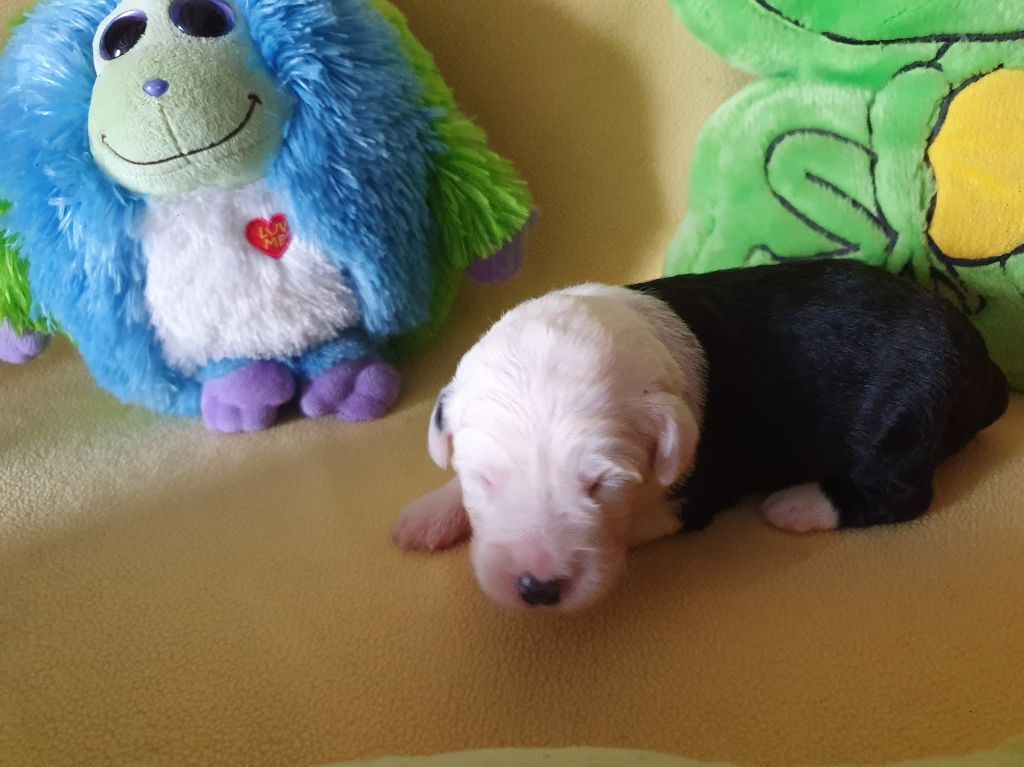 du clos du grand Breuil - Chiots disponibles - Bobtail