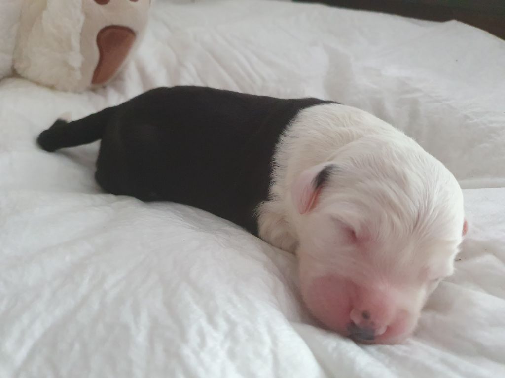 du clos du grand Breuil - Chiots disponibles - Bobtail