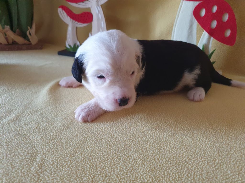du clos du grand Breuil - Chiots disponibles - Bobtail