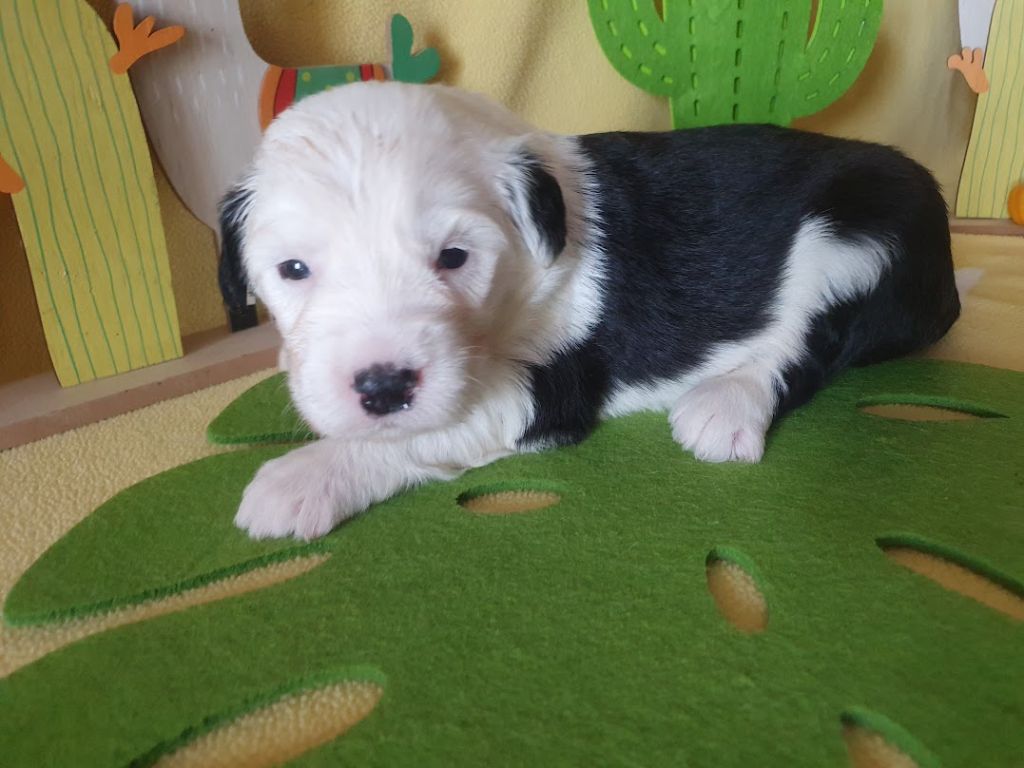 du clos du grand Breuil - Chiots disponibles - Bobtail